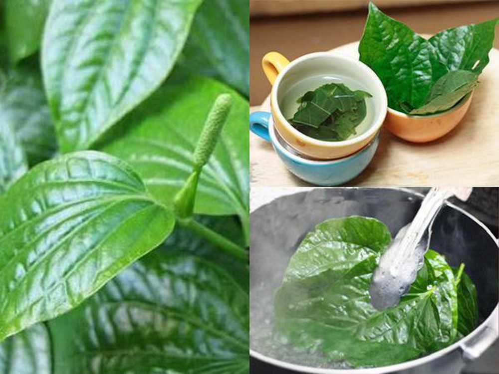 lá lốt ngâm chân