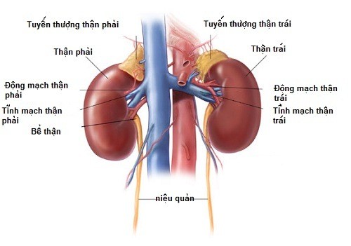 Chức năng nội tiết của thận đối với cơ thể con người
